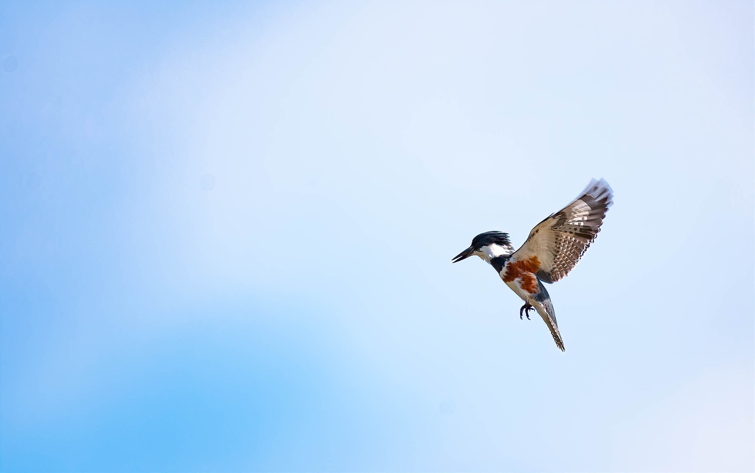 A black, white, and reddish bird flaps its wings mid-flight against a bright blue sky.