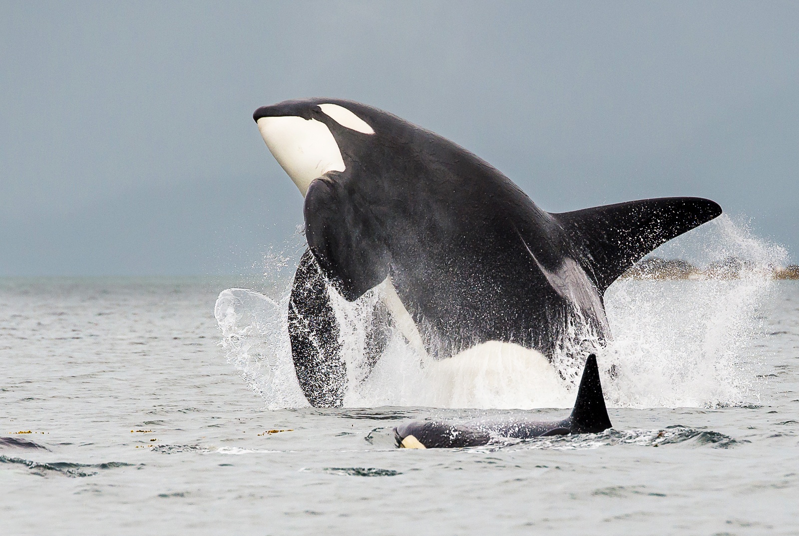 A large black and white orca dolphin emerges from the water.