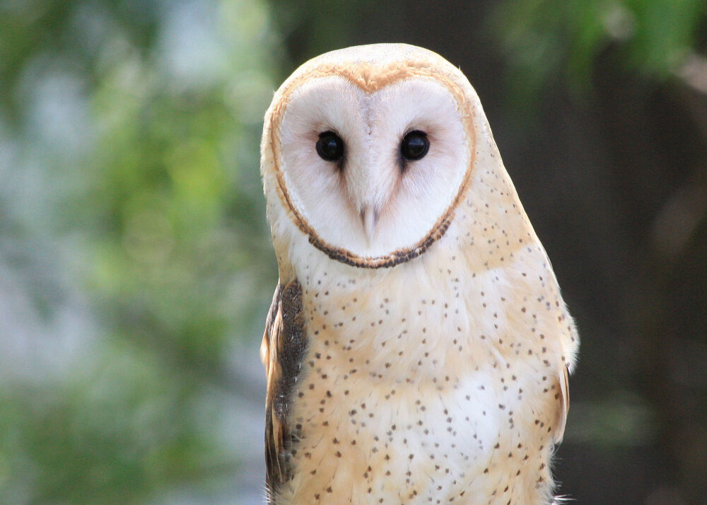 A brown and cream-colored owl looks directly into the camera.