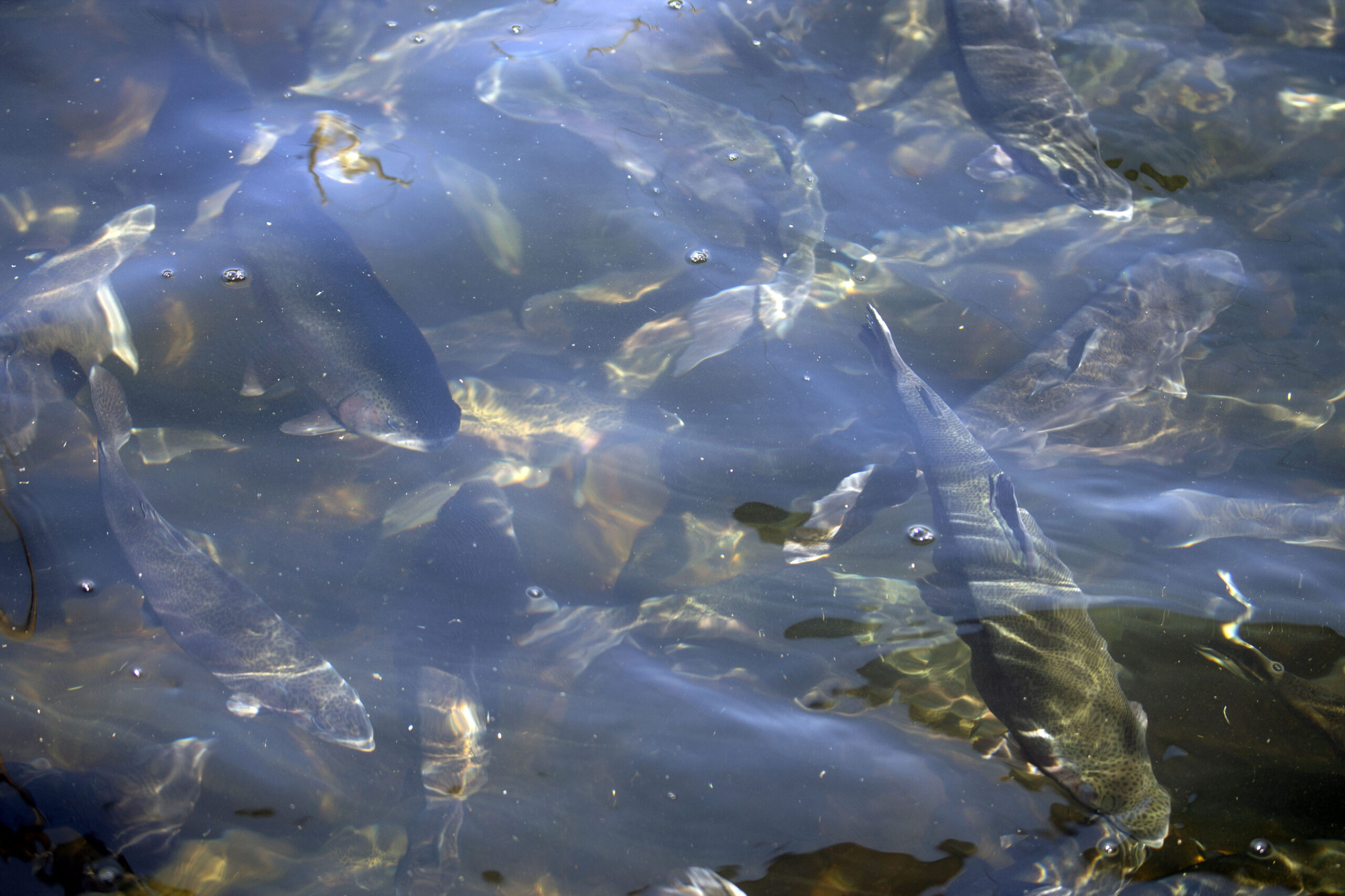 Fish are seen under the water's surface.