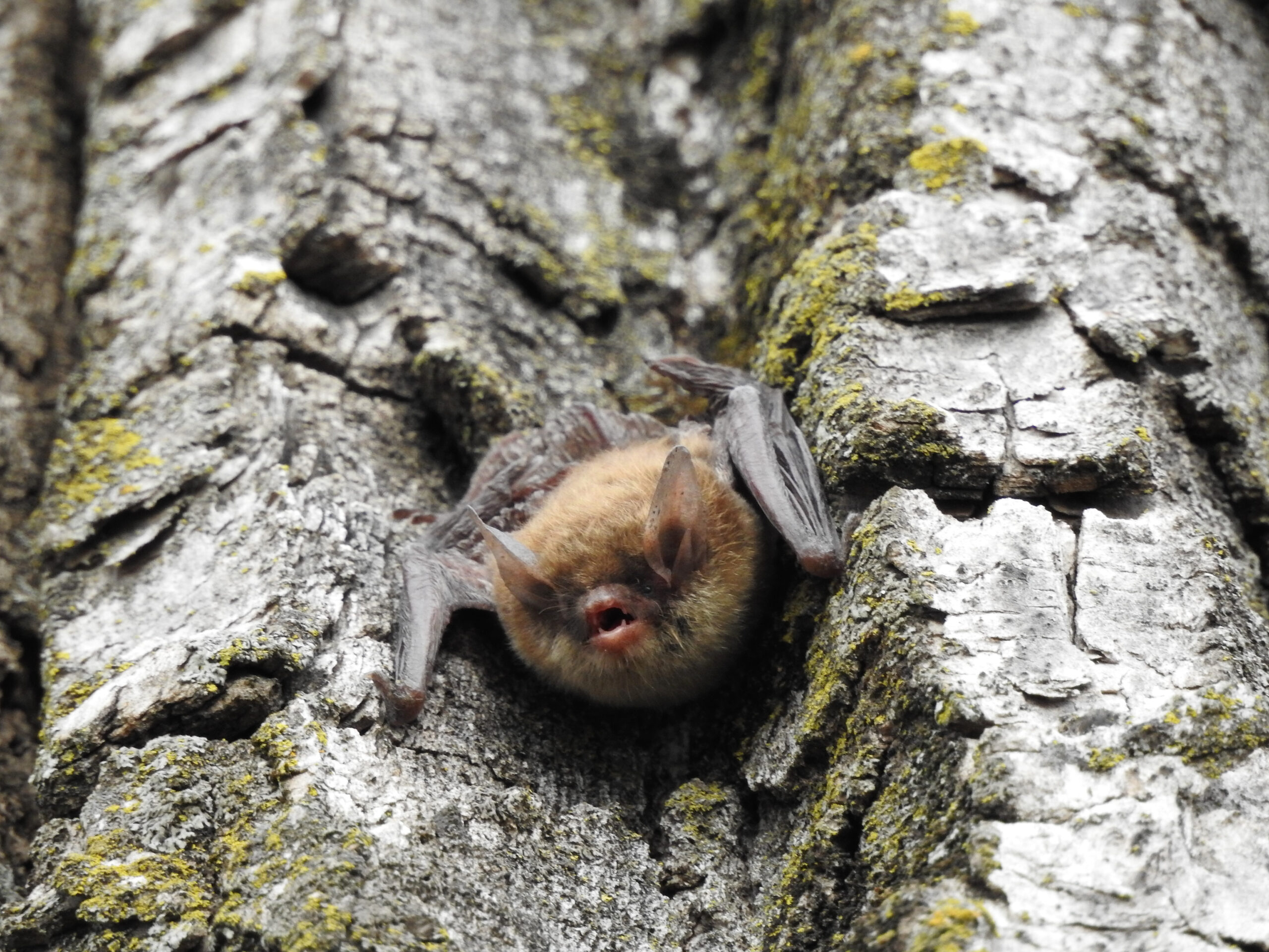 A small brown bat clings to a tree trunk.
