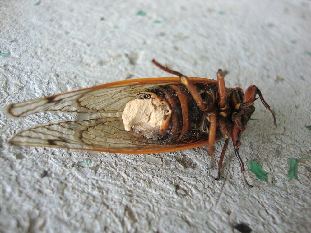 An insect is turned on its side; underbelly exposed. Part of its thorax looks to be damaged and pieces missing.