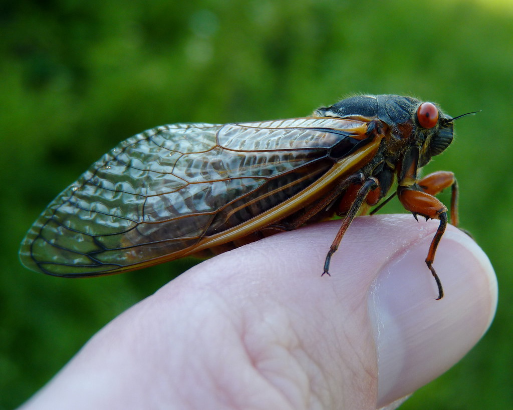 An insect with large red eyes and orange-ish legs and clear wings perches on a person's finger.