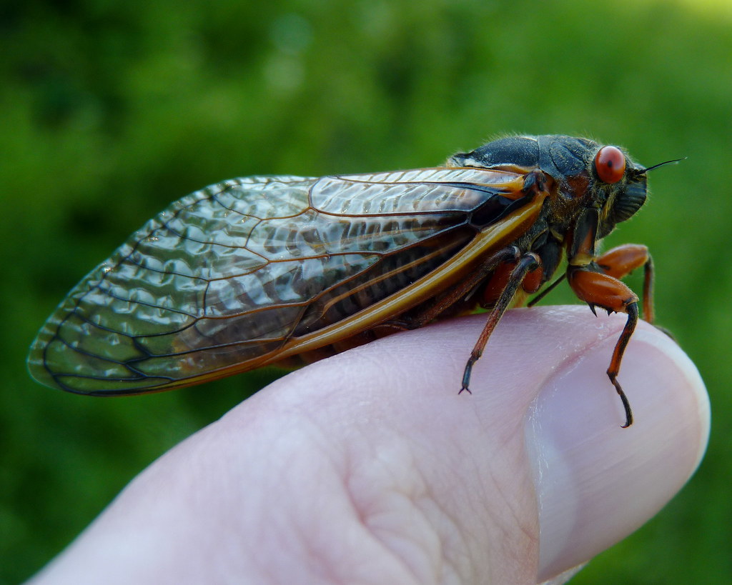 The Buzz on Cicadas: Sexuality and Sensationalism - The National Wildlife  Federation Blog