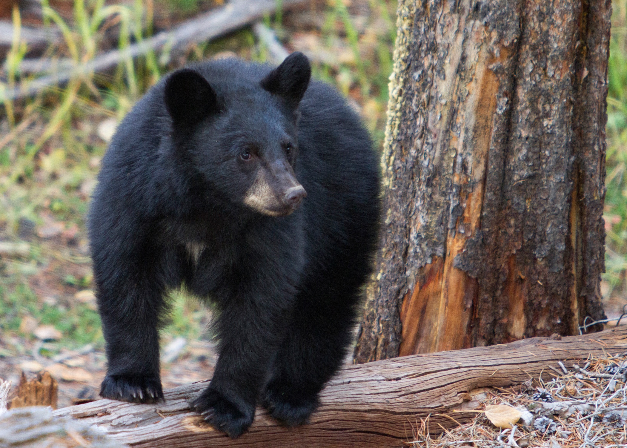 A bear with black fur pauses on top of a fallen tree trunk.