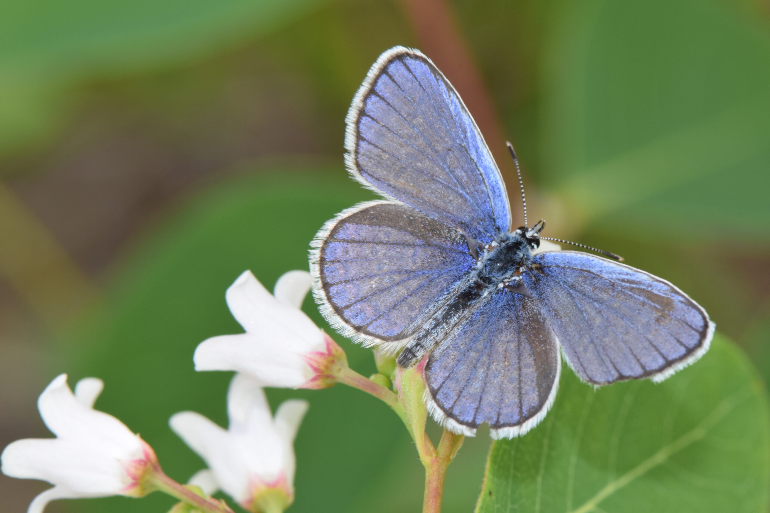 A periwinkle-colored butterfly rests on a flower stem.