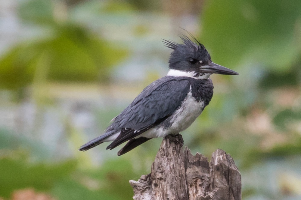 A belted kingfisher (black  bird with a white band around its neck and a white tummy) perches on a broken tree limb. 