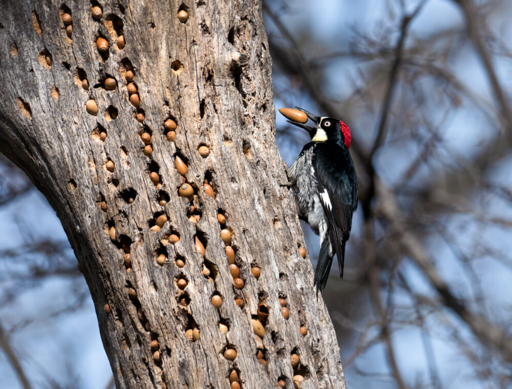 A black bird with a bright red patch on the top of its head places an acorn into one of several holes in a tree.