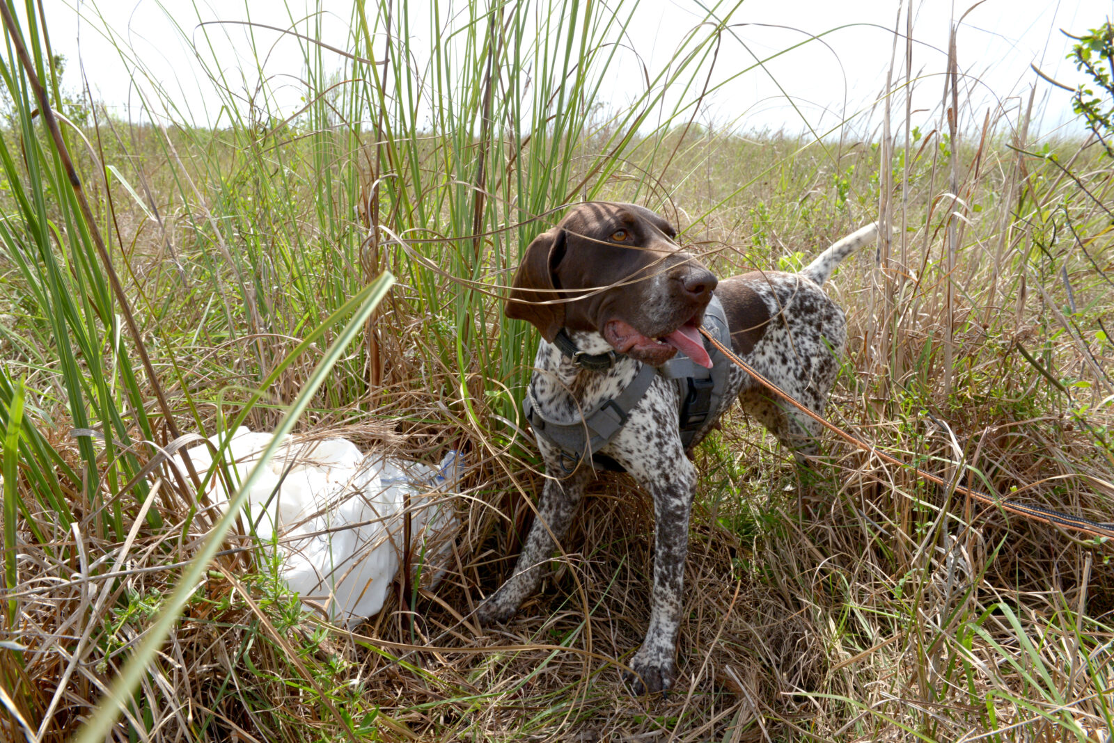 Unleashed: Exploring the Work of Conservation Dogs - The National ...