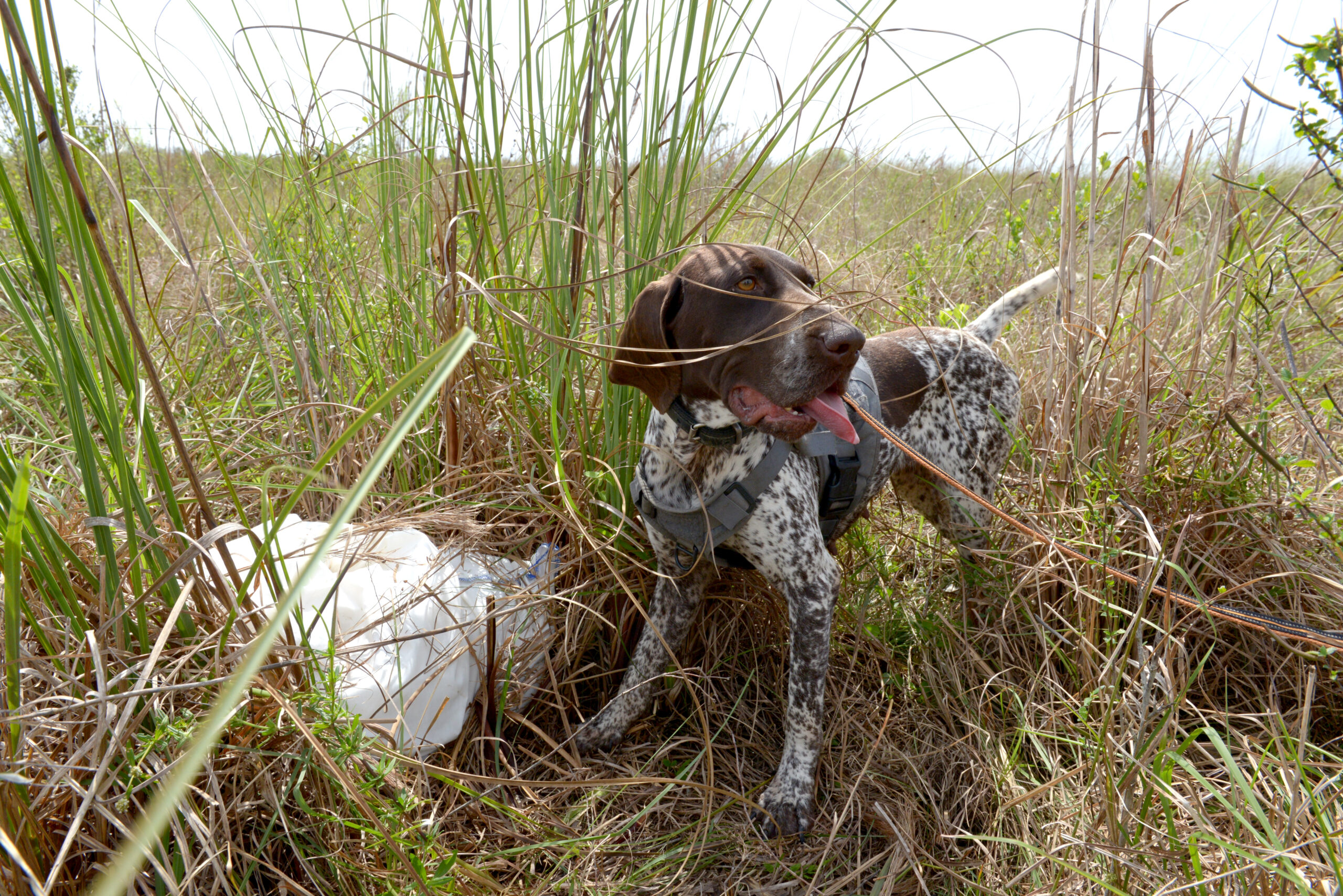 A brown and white spotted dog on a leash is searching among tall grasses.