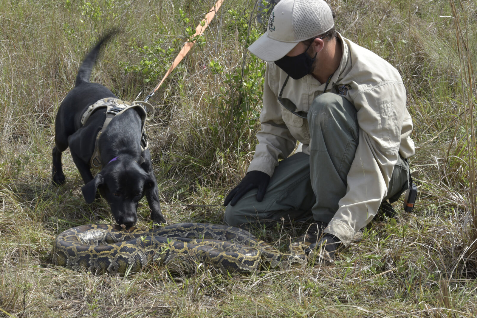 A black dog sniffs a large snake. A person wearing a uniform and face mask is next to the dog.