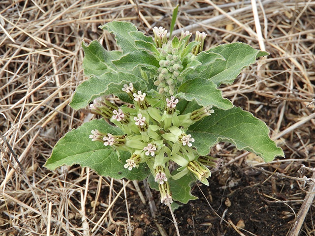 A small green plant with small flower buds rests in a garden bed.