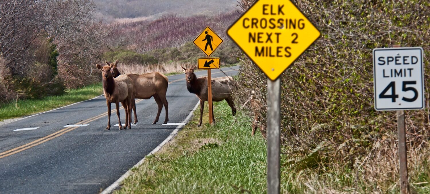 Three elk (brown, furry, hooved animals) can be seen crossing a road. In the foreground, a yellow road sign reads, "Elk crossing next 2 miles".