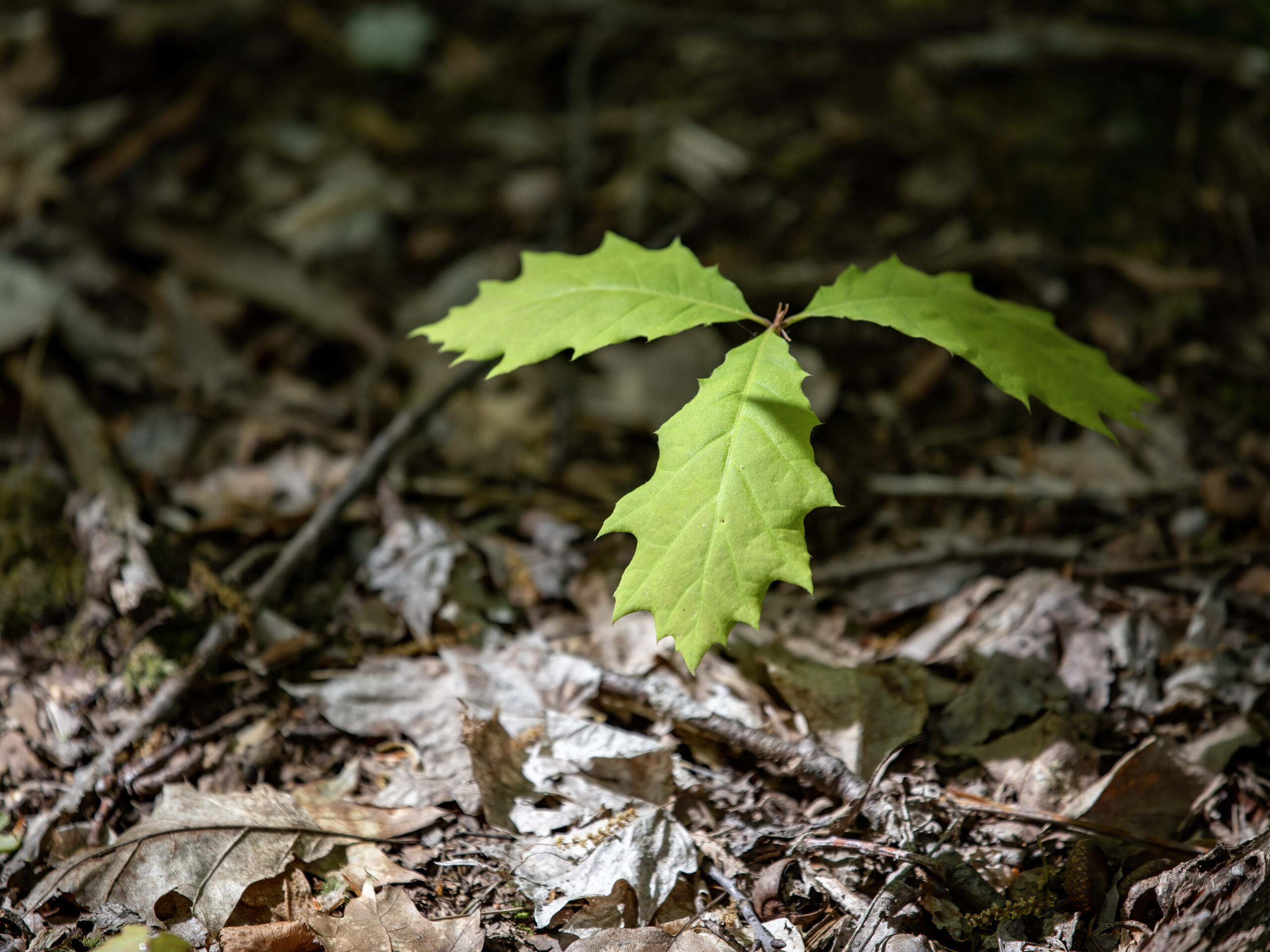 A tree sapling sporting three young leaves pokes out of the ground.