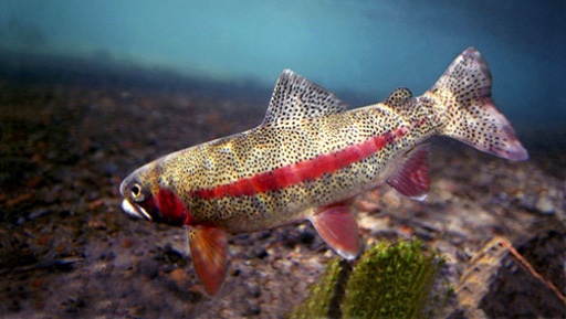 A tan colored fish with a bright red stripe along its side can be seen.