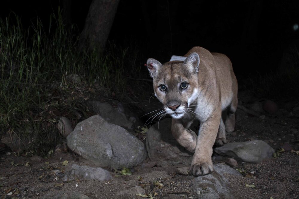 A mountain lion (tan and white fur with a few black patches) can be seen trotting through a desert area at night.