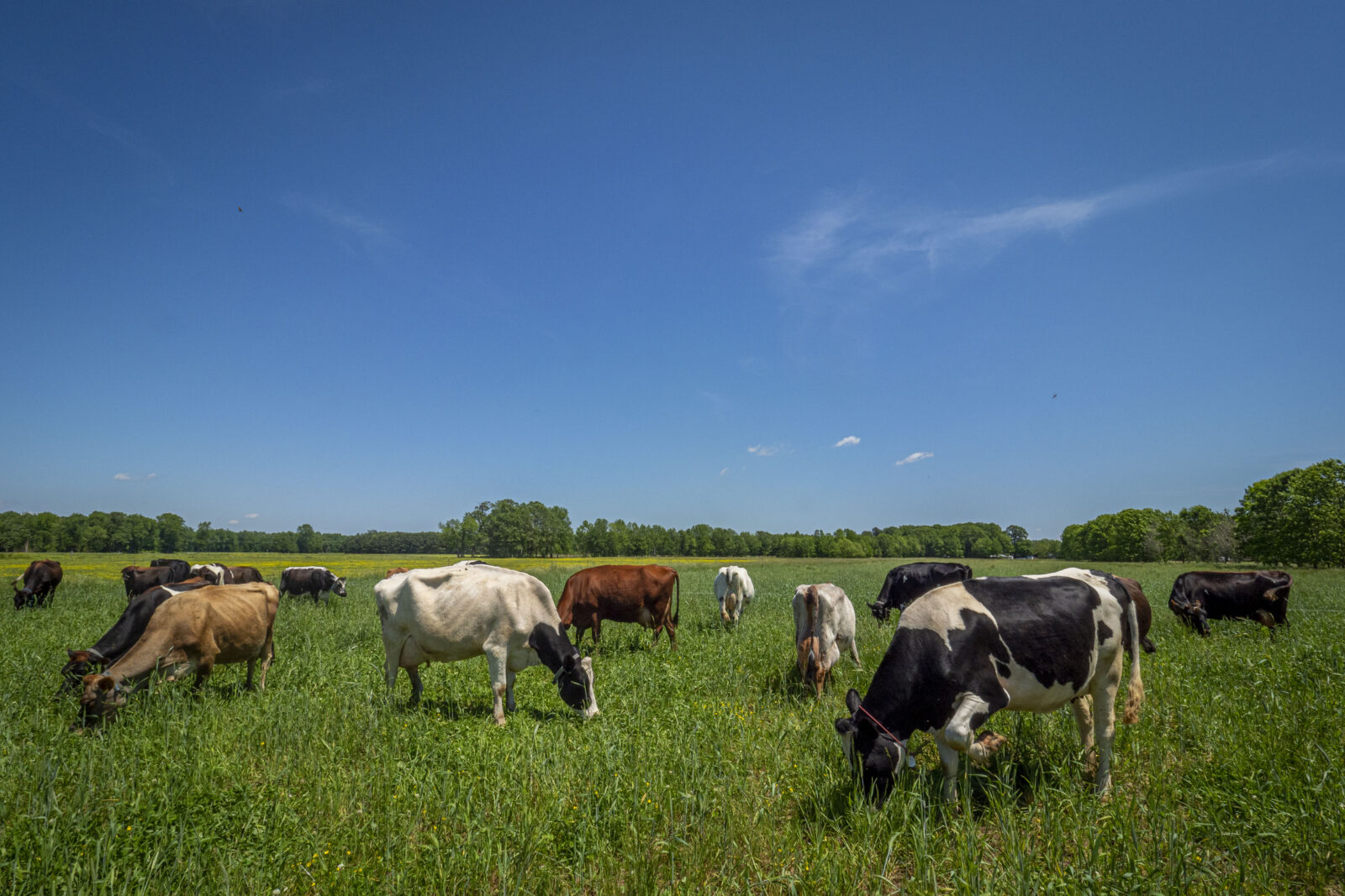Several cows and bulls graze a green field on a sunny day.