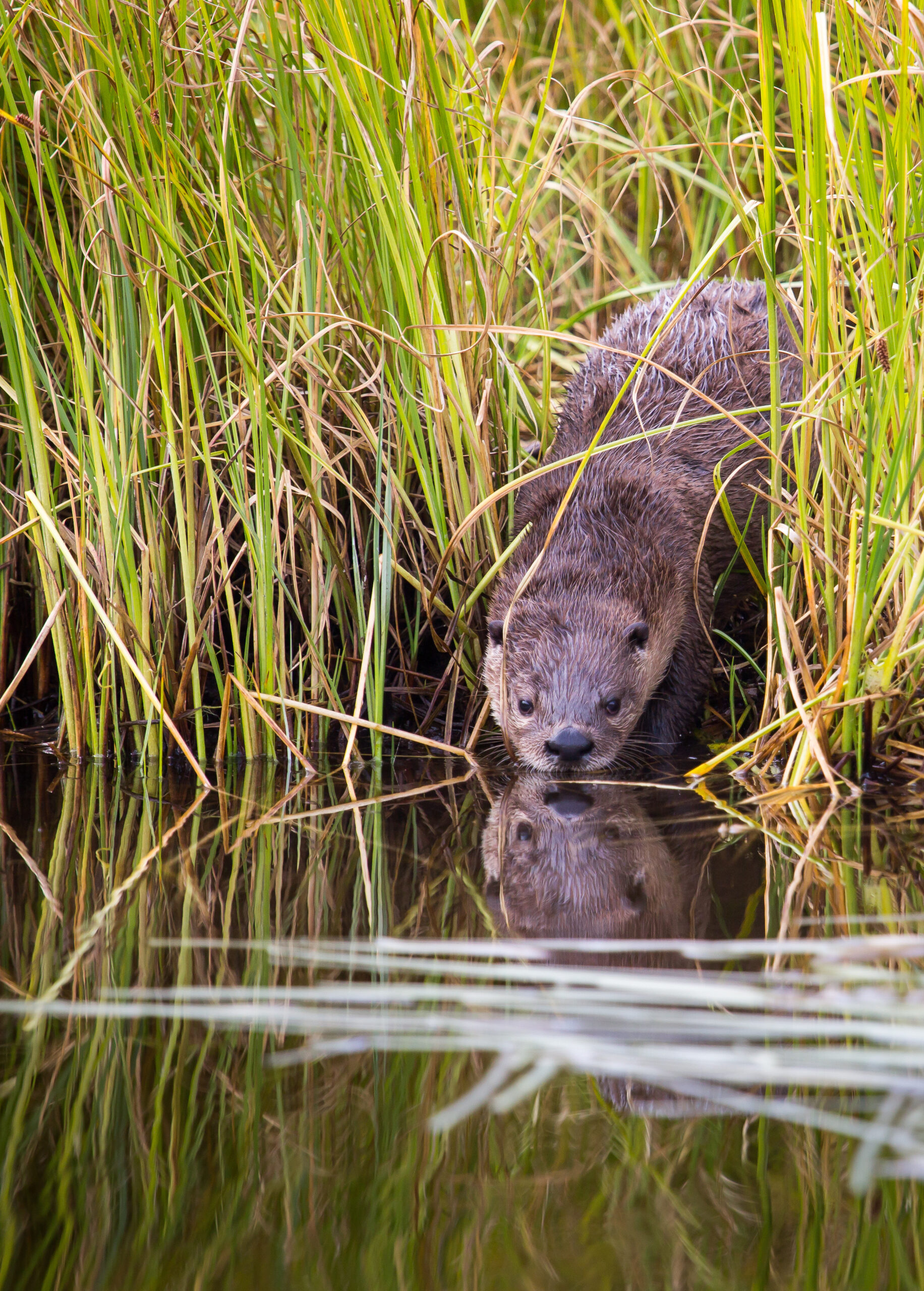 An otter (dark brown with small ears) pokes its mouth into the water.