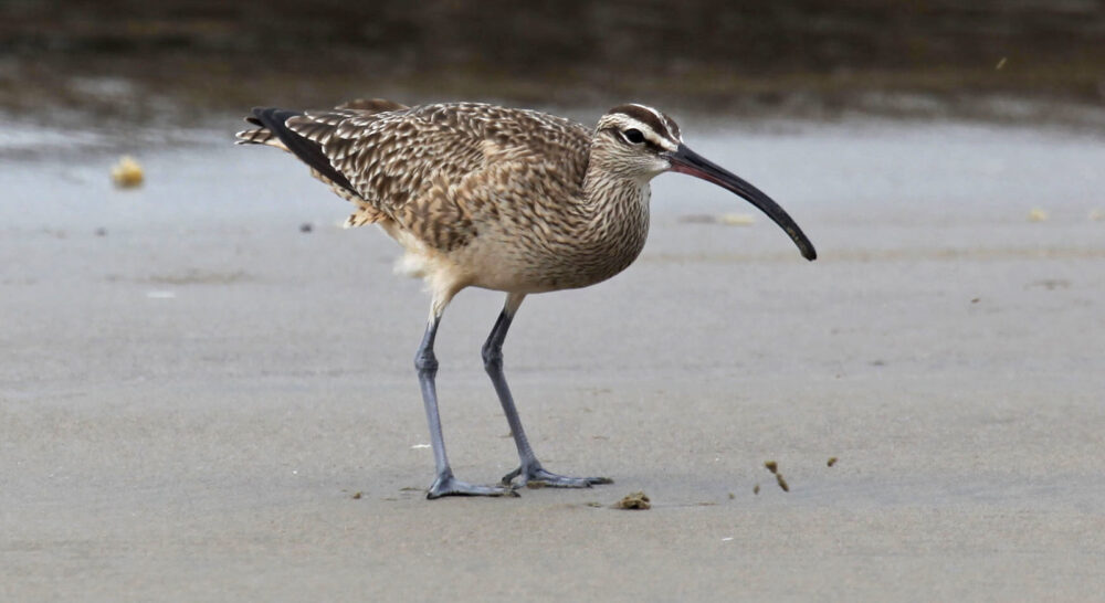 A bird with tan and brown feathers, a long beak, and blue legs stands on a shore.