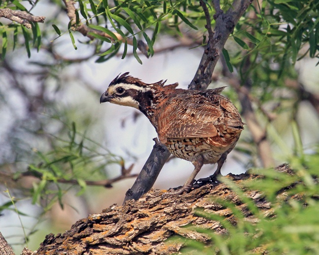 A brown bird with black and cream-colored stripes near its eyes perches on a tree branch.