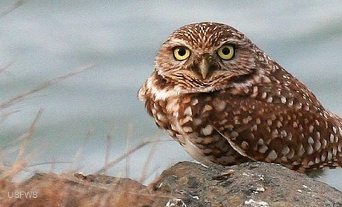 An owl (squat and brown with white and tan spots) perches on a rock.