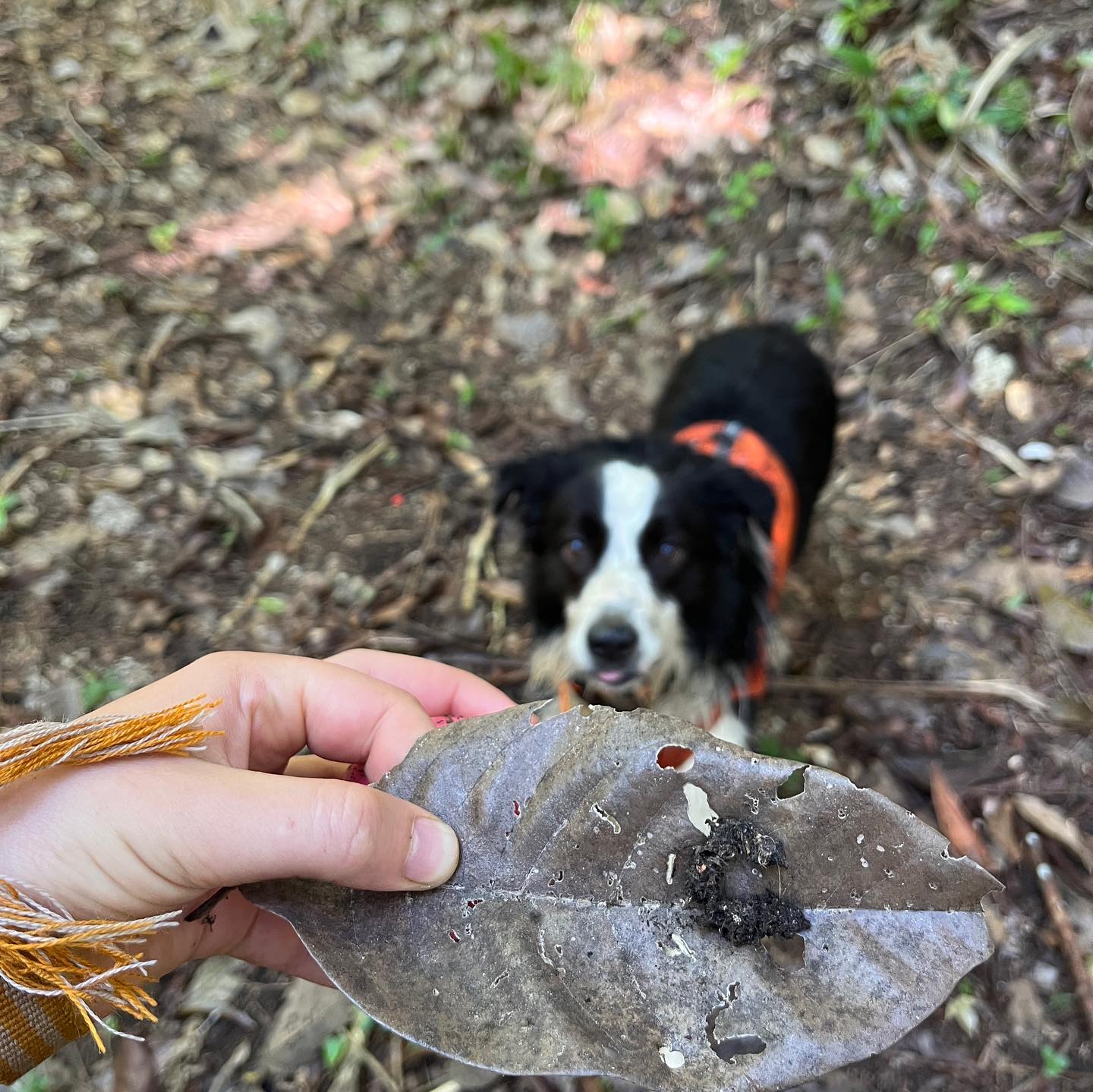 A leaf holding a scat sample can be seen in focus. Out of focus, a black and white dog can be seen.