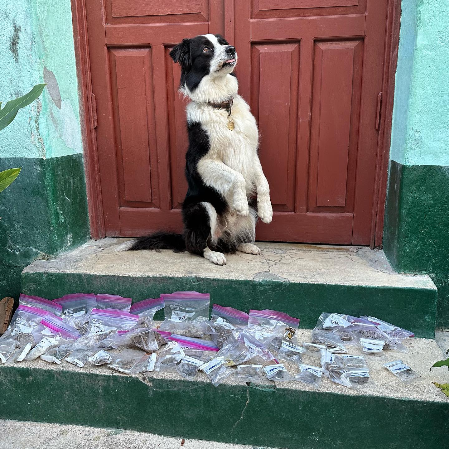 A black and white dog sits up on its hind legs with its tongue slightly sticking out. In front of the dog are several plastic bags full of samples.