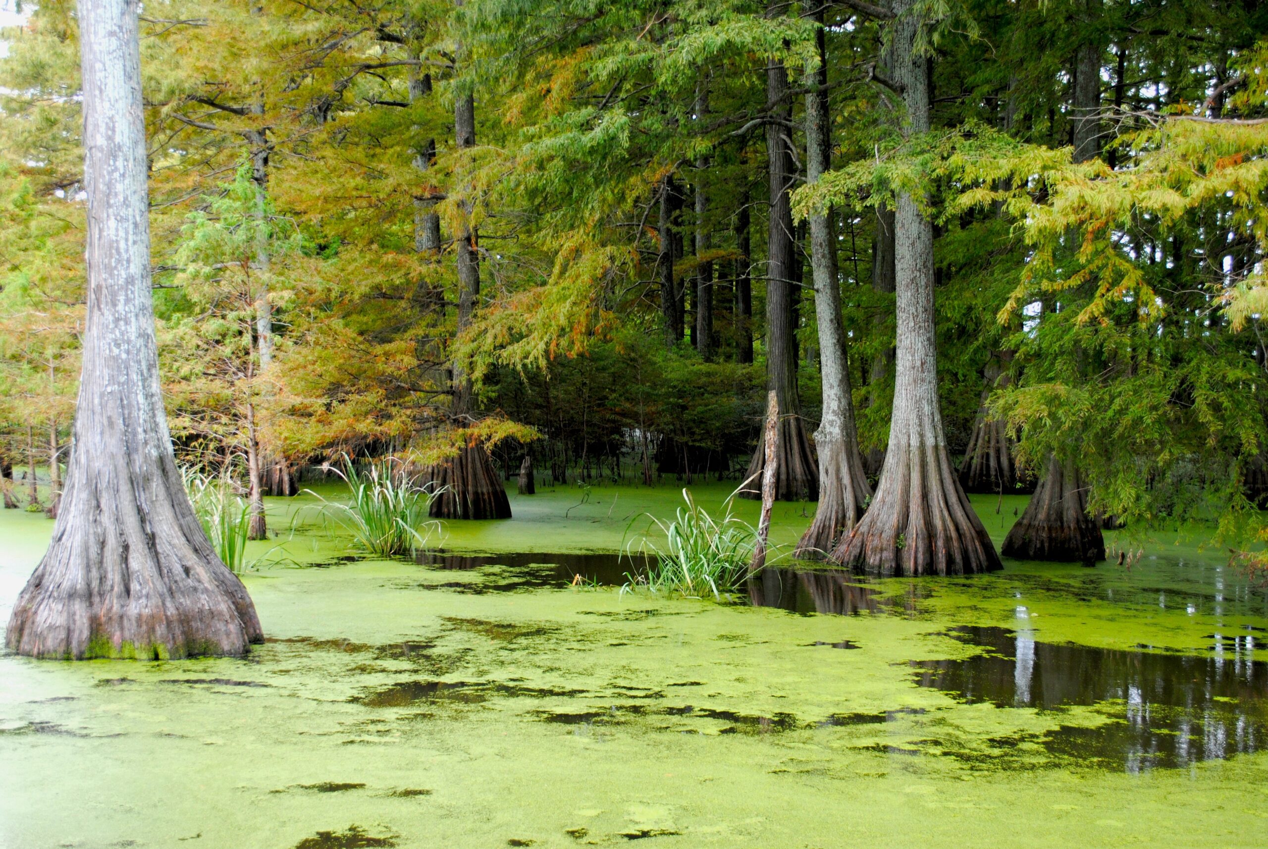 Wide view of a swamp covered in green algae. Trees and vegetation grow up out of the swamp water.