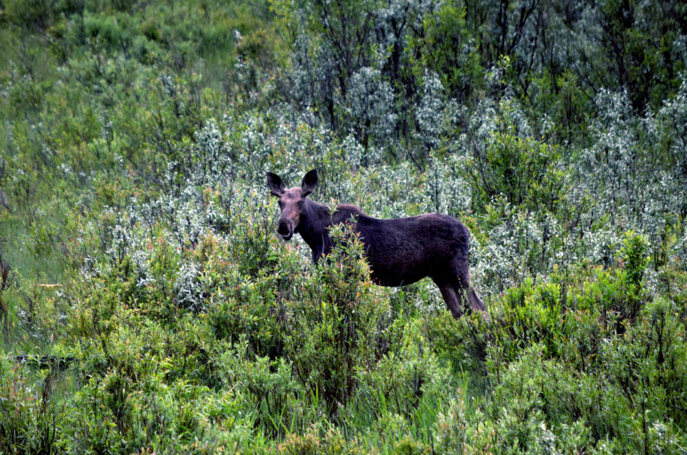 A moose (large, brown, hooved mammal) stands among grasses and vegetation.