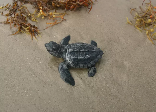 A small grayish green turtle can be seen on the sand.