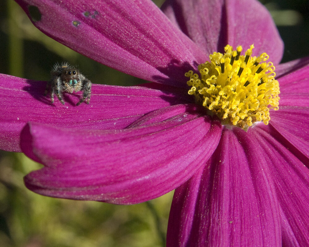 A small black and brown spider rests on a pink flower petal.