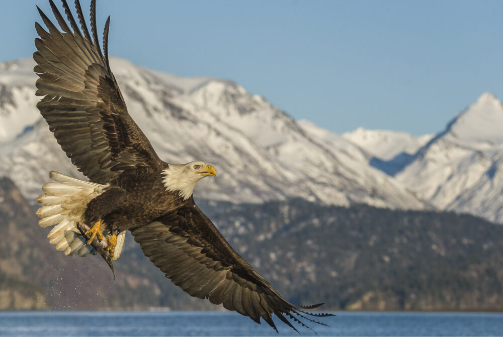 A bald eagle (white head with black feathers on its body) flies over water.