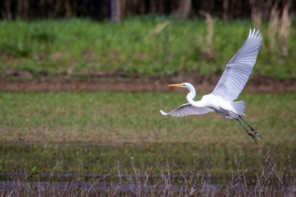 A slender white bird flies over wetlands.