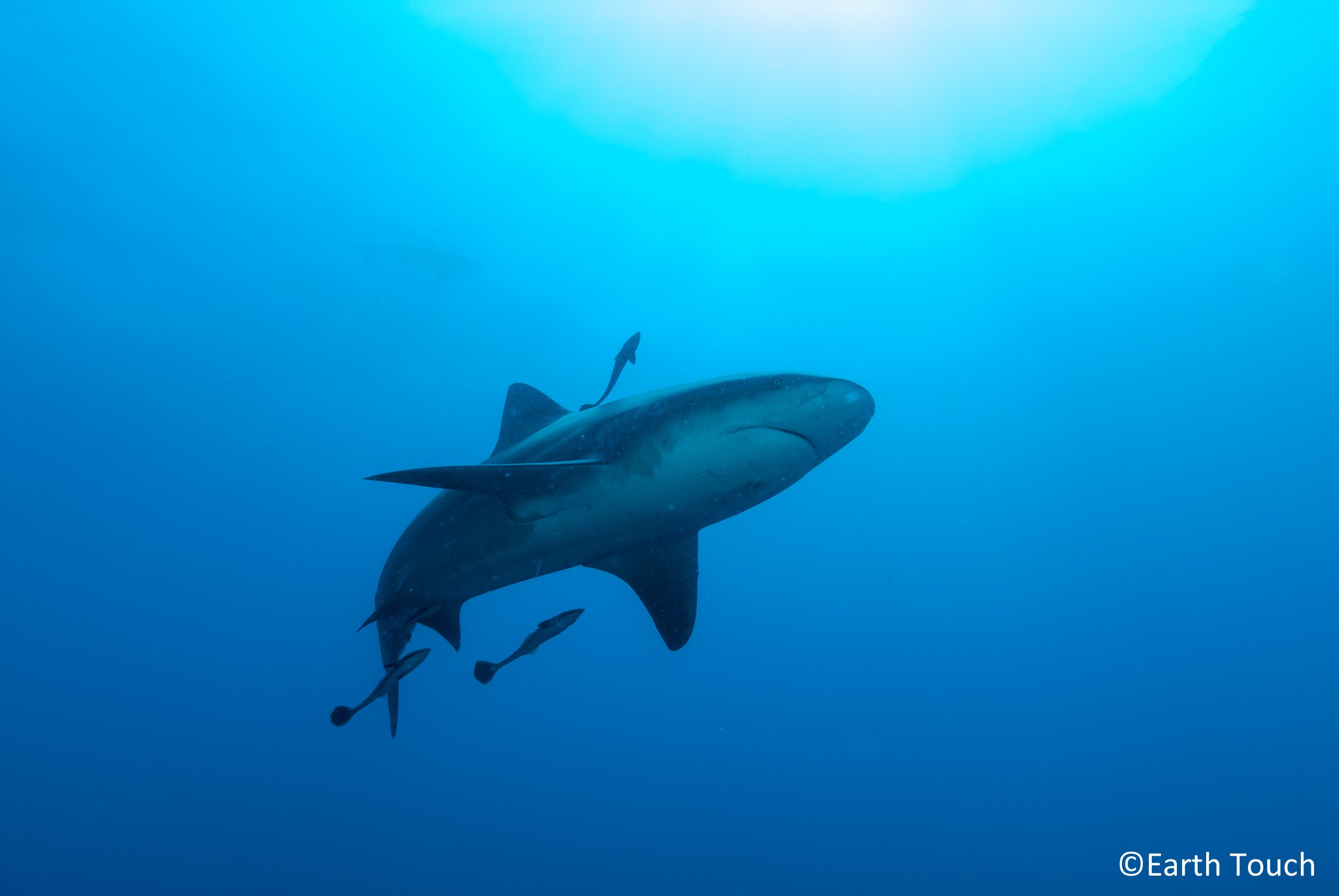 A shark can be seen swimming from below. There are a few smaller fish surrounding it.