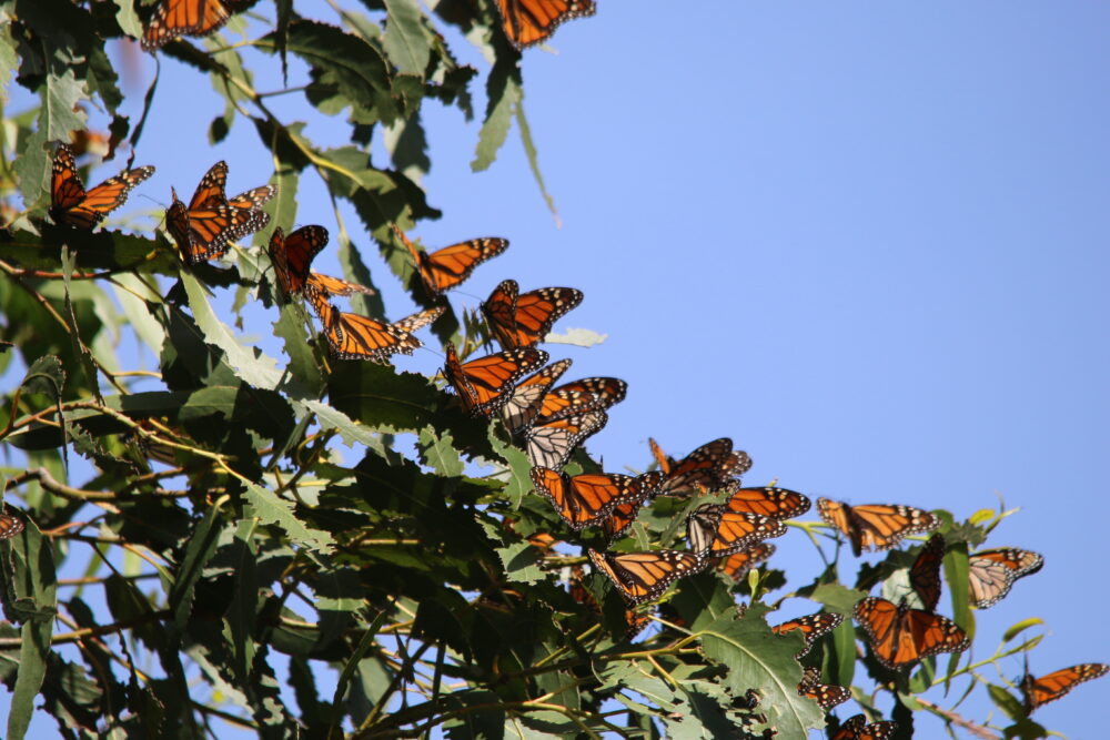 Several monarch butterflies perch on a tree branch.