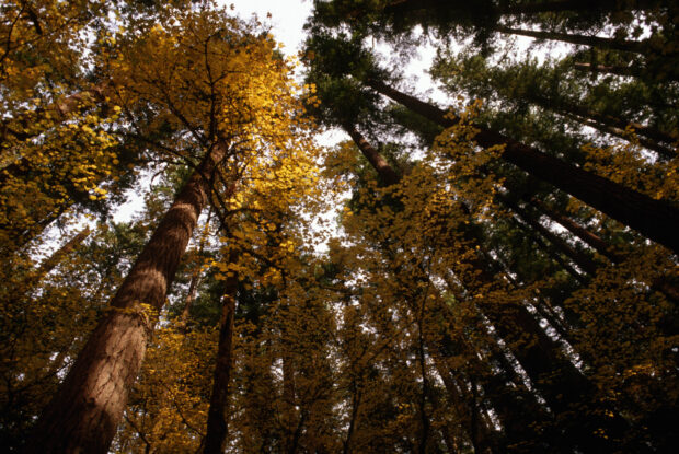 Old growth forest canopy – Mt Hood National Forest