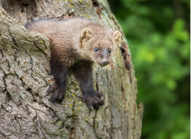 Why We Must Manage Old Growth Forests for the Future