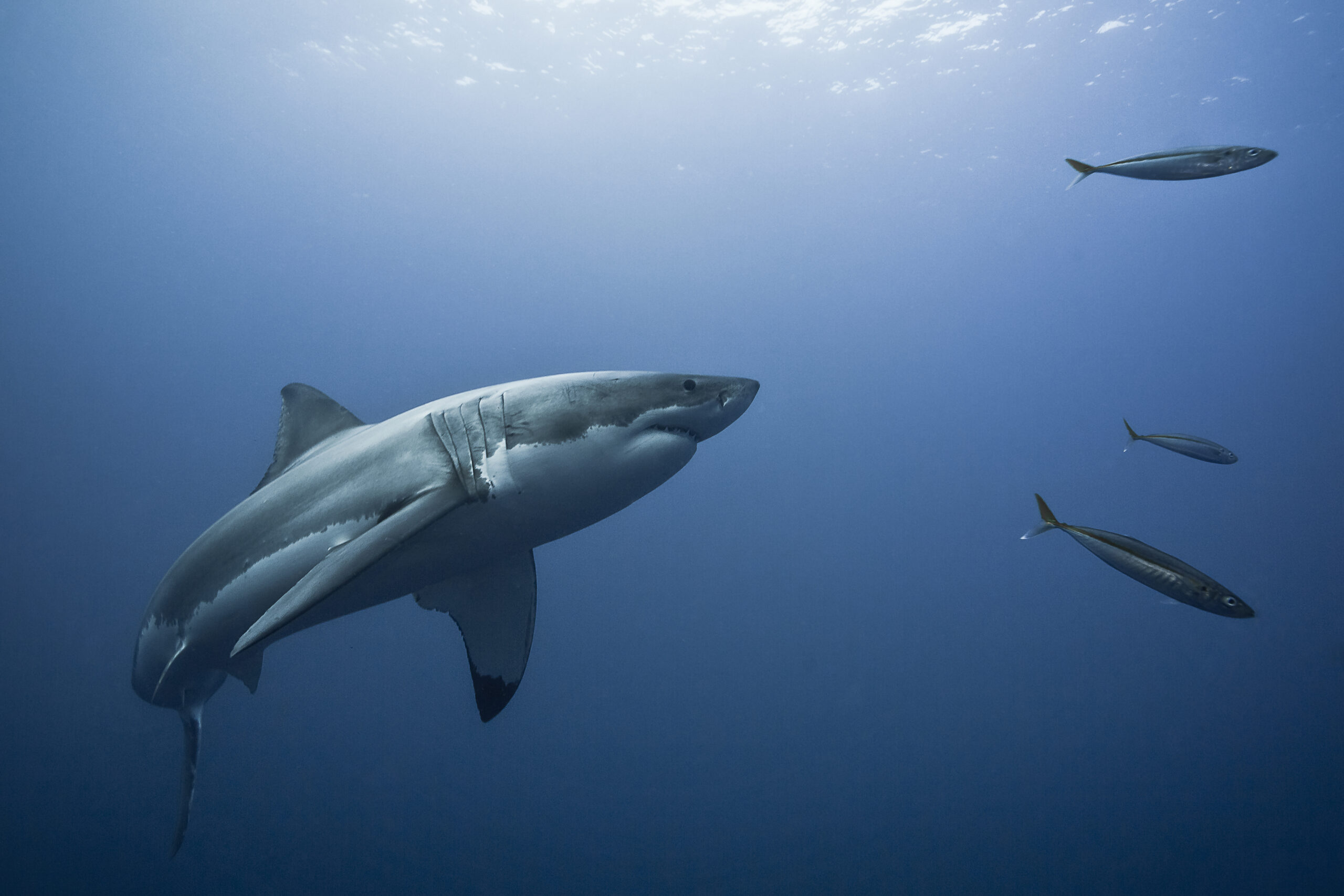  From under the surface of the water, a large shark can be seen swimming.