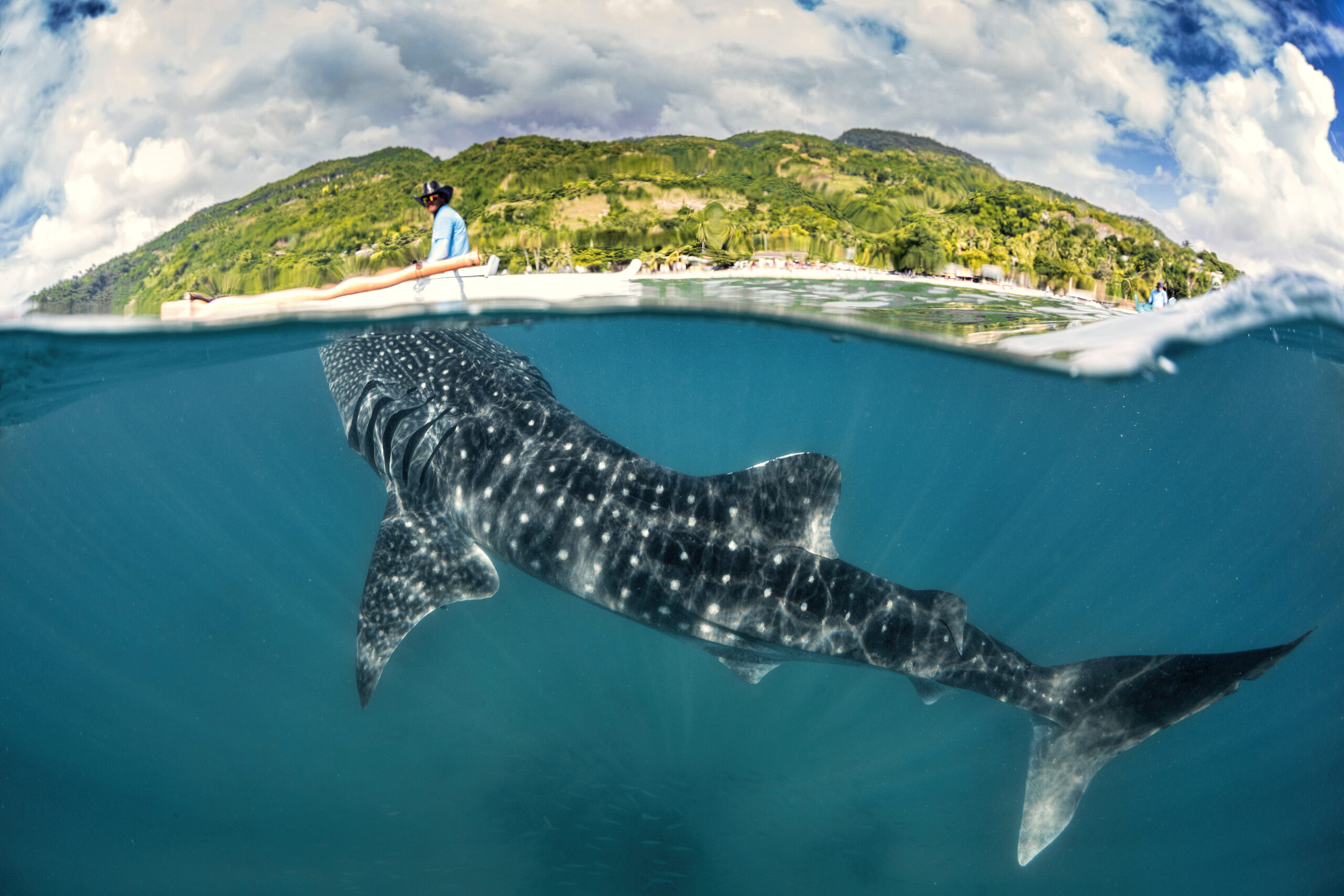 A spotted shark can be seen below the surface. There is a person on a small rowboat nearby.