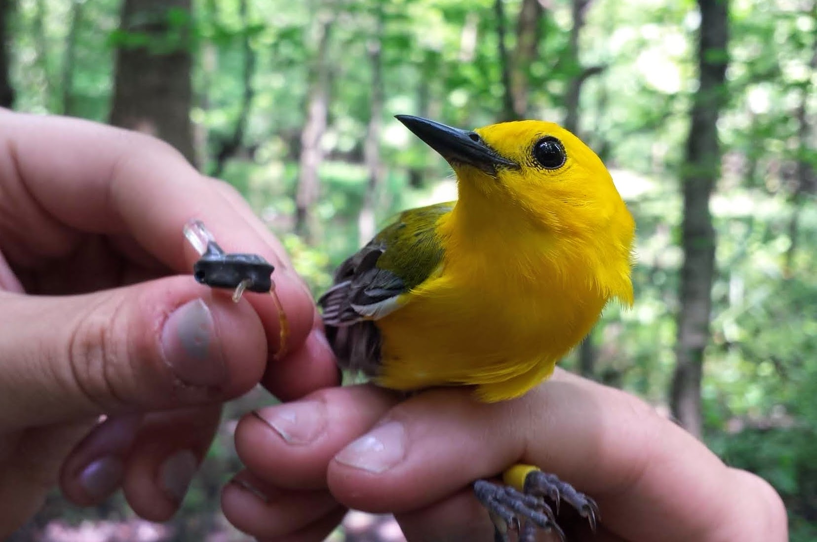 A bright yellow bird with a black beak perches on someone's hand.