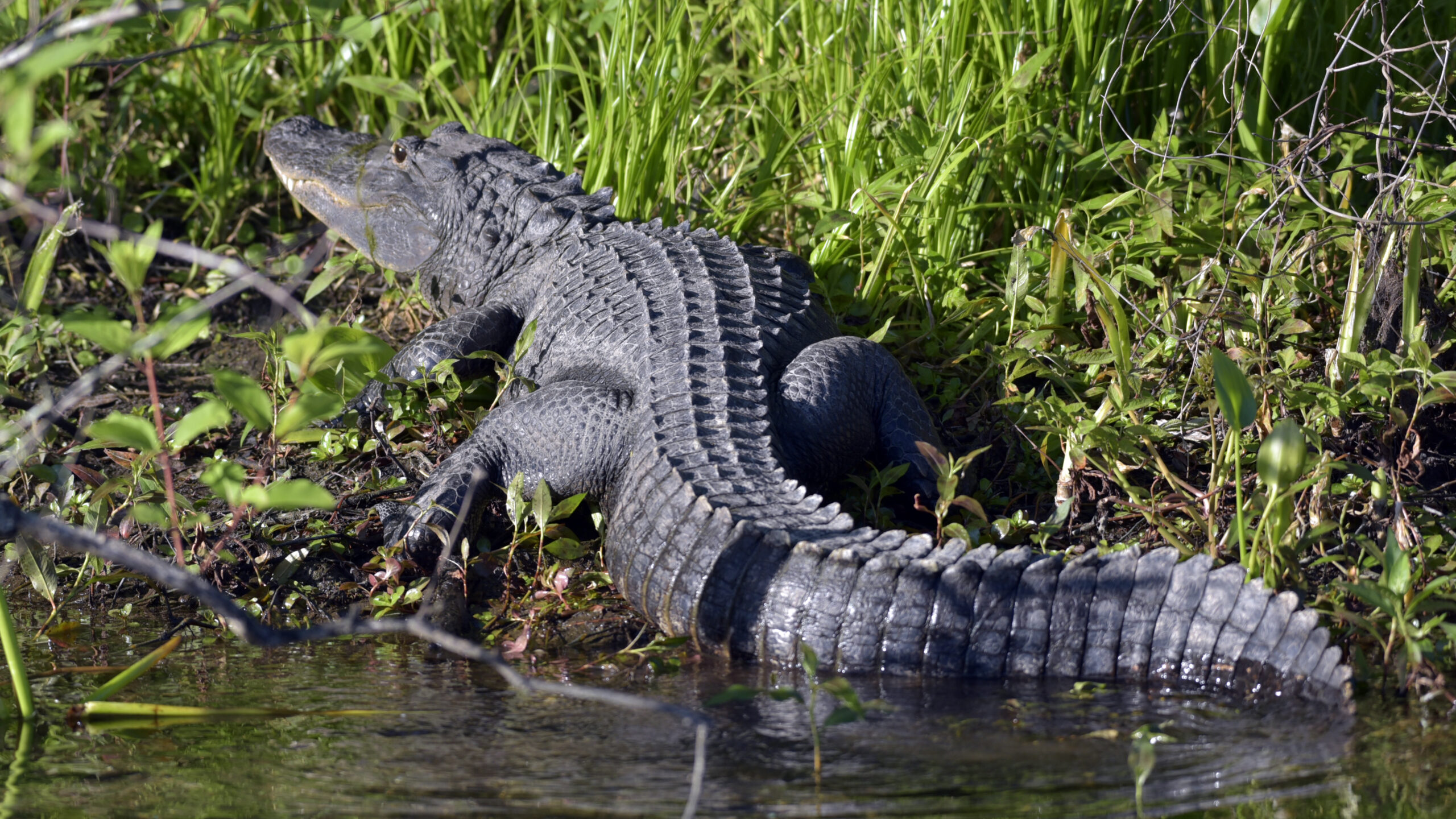 An alligtor (very dark green with thick, scaly skin and a long tail) slithers into riverbank vegetation.