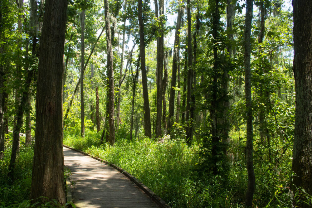 A boardwalk can be seen in a lush, green forest.