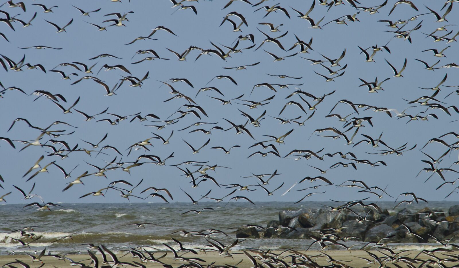 Dozens of birds fly over a water body.