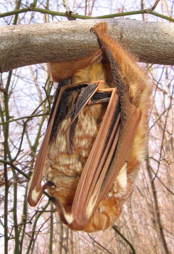 A light brown bat hangs upside down from a tree branch.