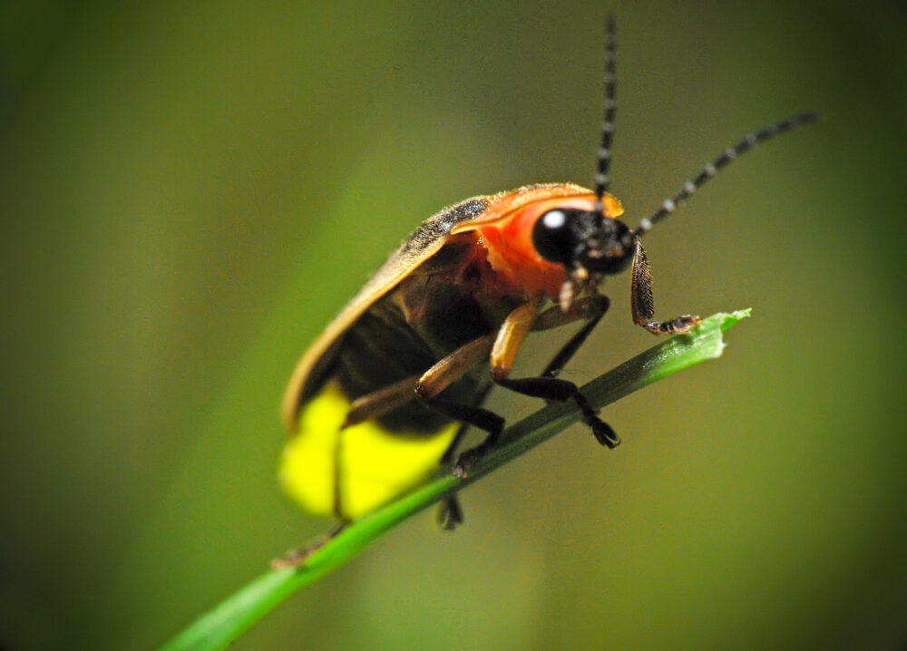 A winged insect perches on a blade of grass.