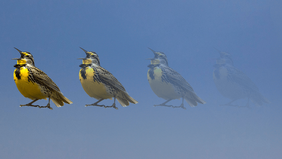 Repeating image of a bird. Each repeating image is a bit more faded.