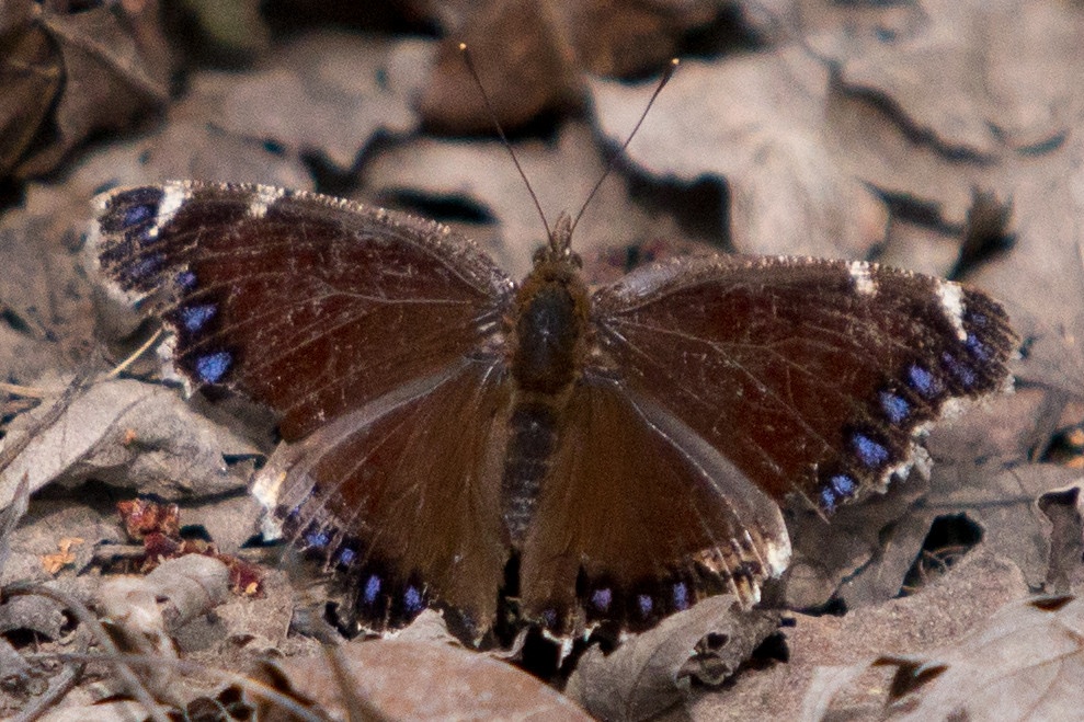 Brown winged insect with blue spots on the wing tips.