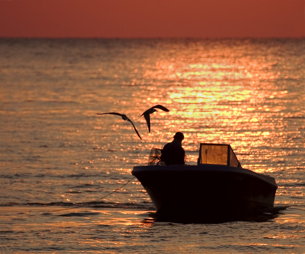 A sunset photo shows a person on a fishing boat. There are two birds visible, both mid-air.