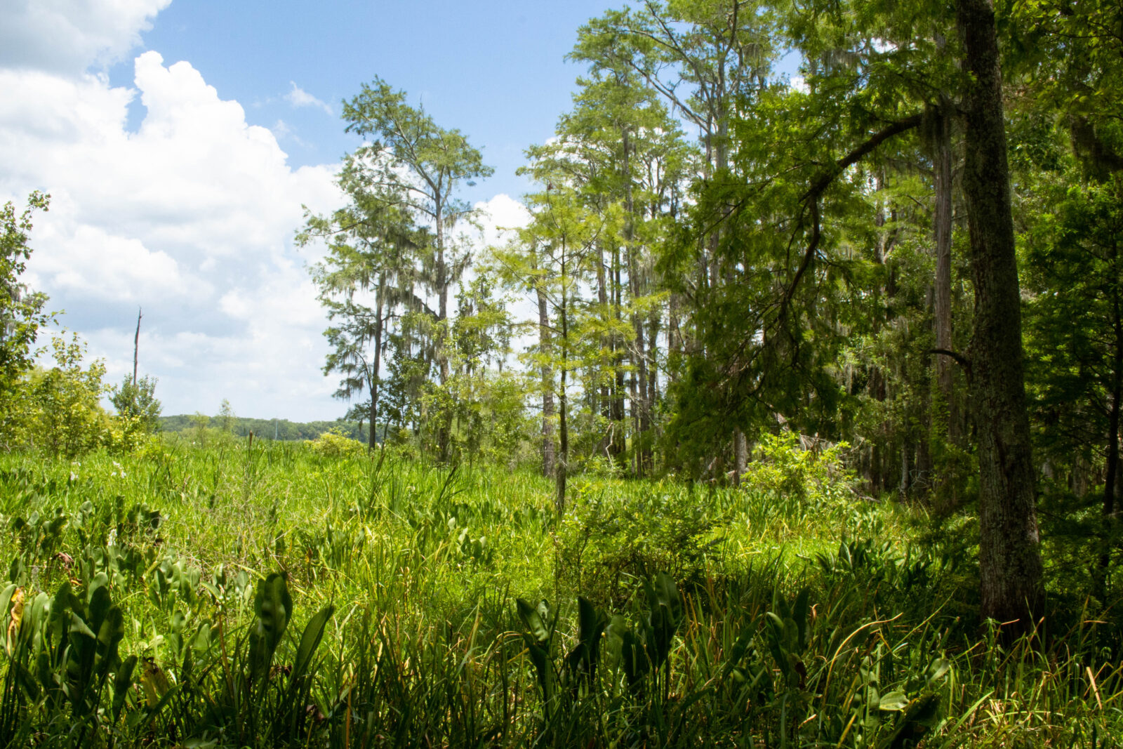 Lush, green trees in a forest clearing can be seen among a blue sky with puffy white clouds.