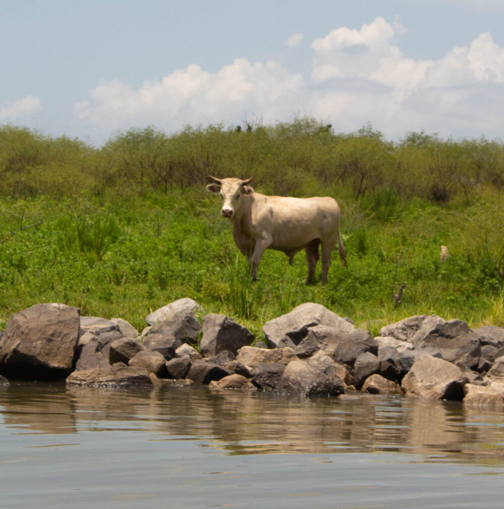 A cow stands on a riverbank.